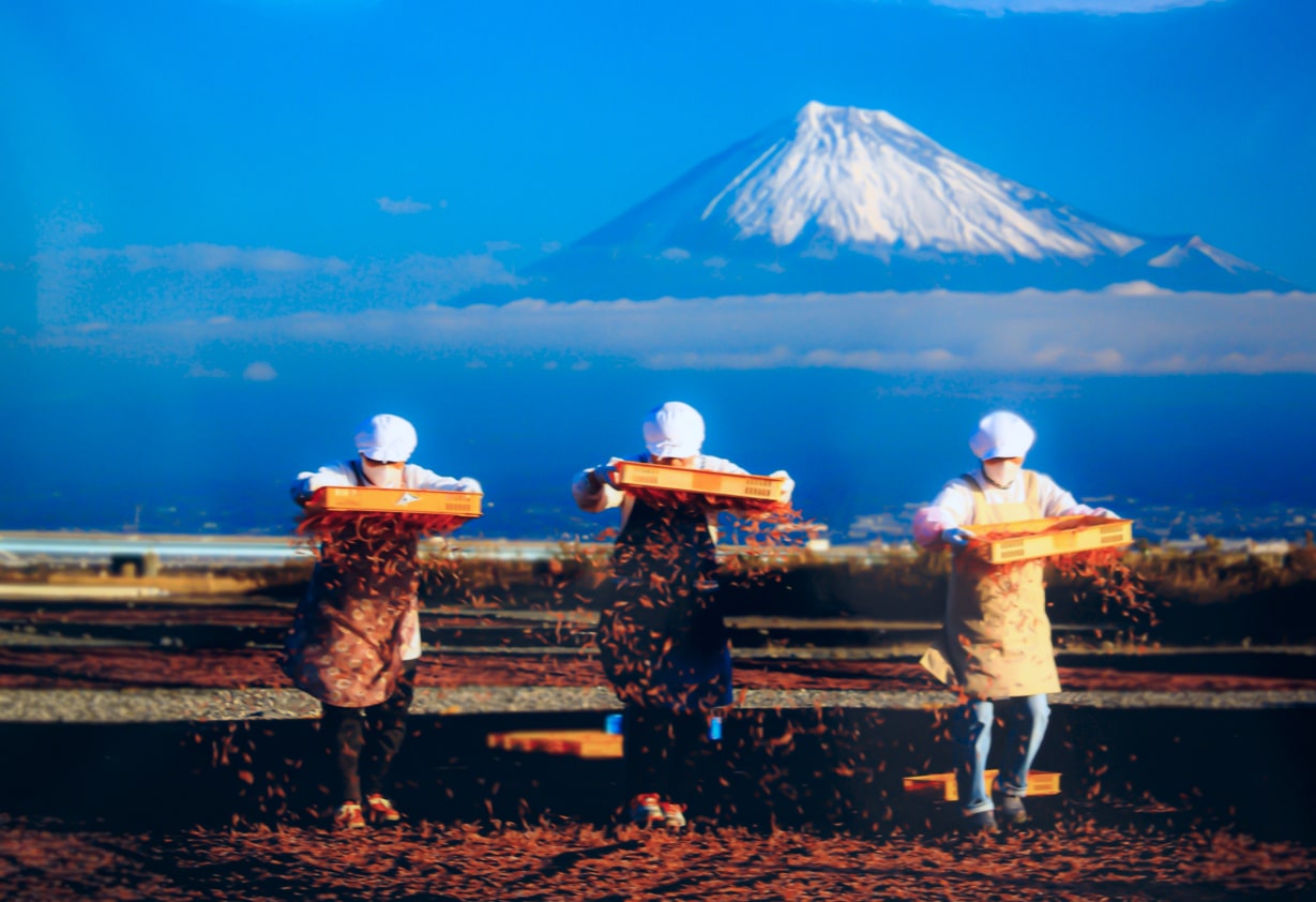 桜エビの日干し
