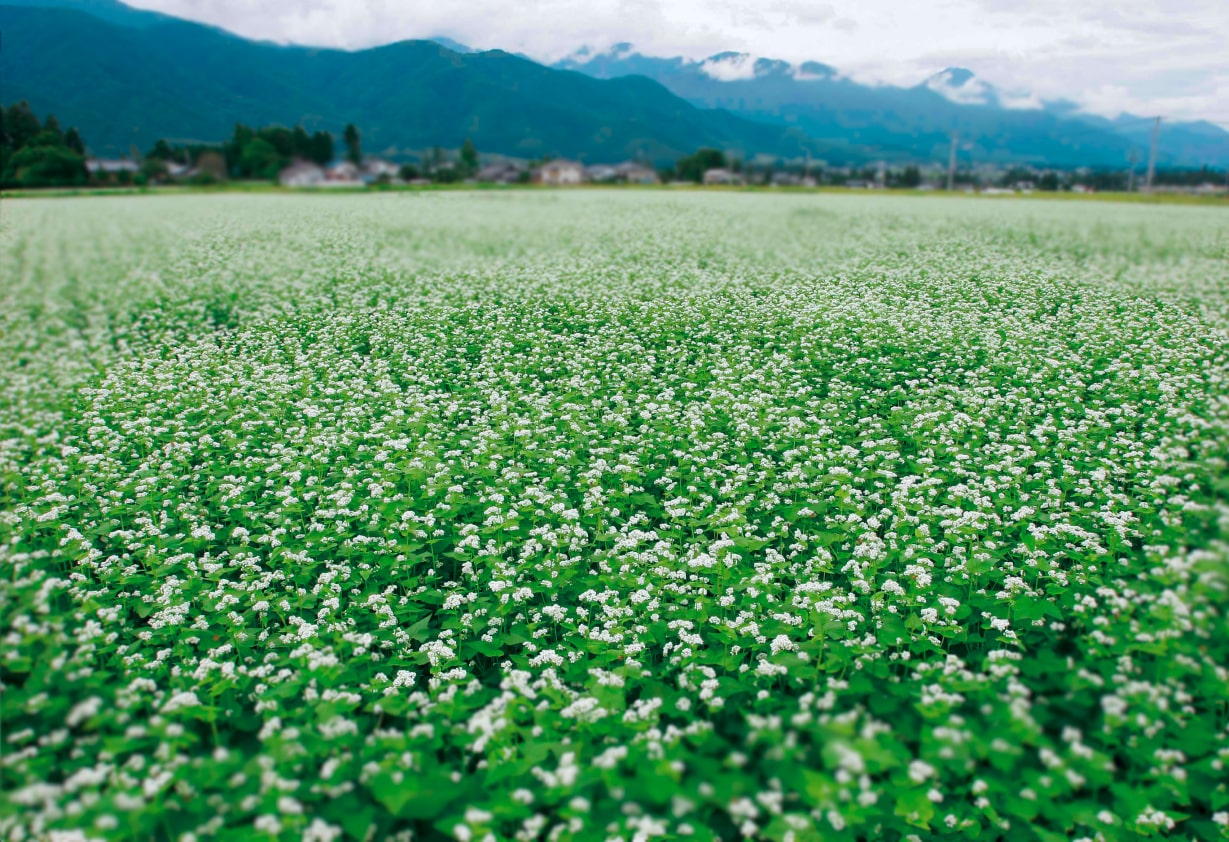 蕎麦畑