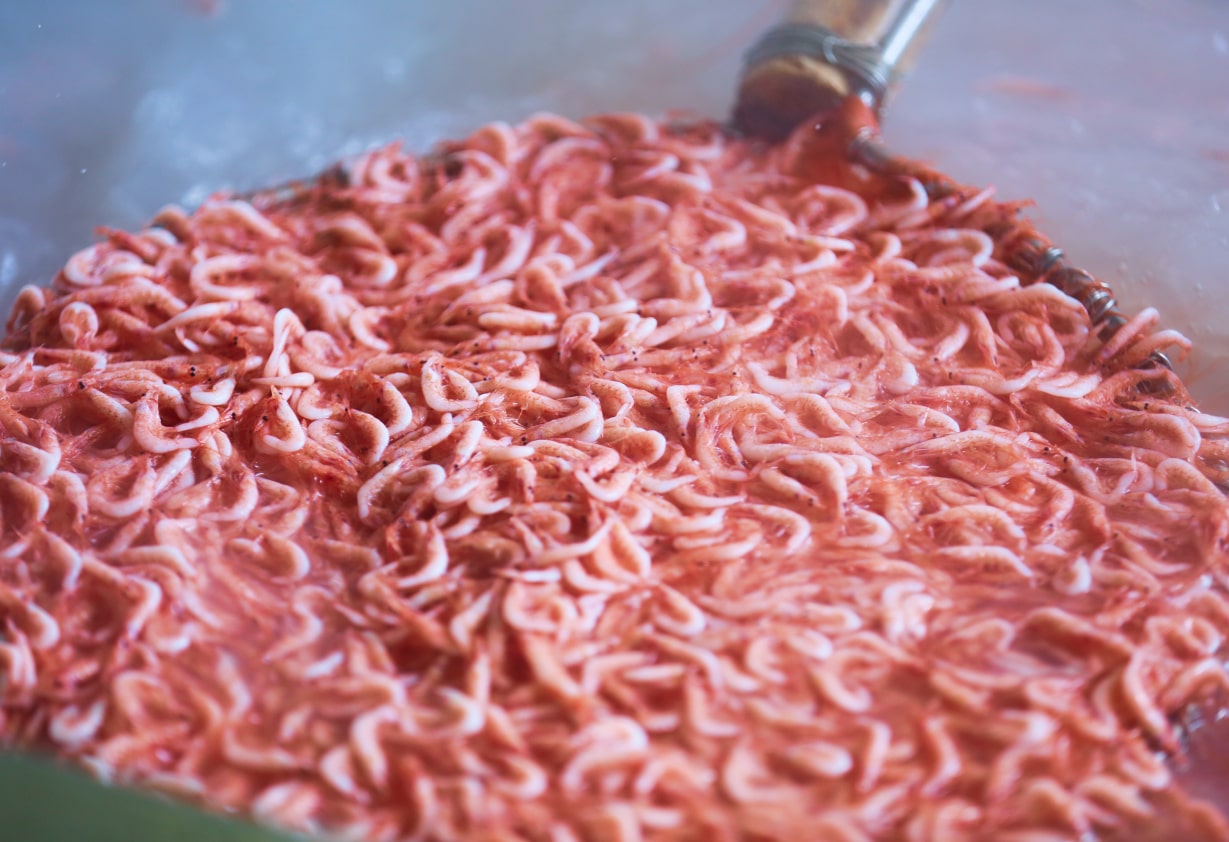 桜エビの釜揚げ